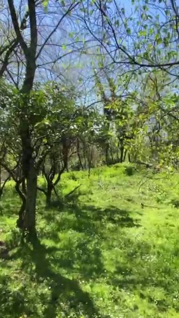 АБХАЗИЯ. 2026. ФРУКТОВЫЕ деревья. УЧАСТОК под СЕЛЬСКОЕ хозяйство