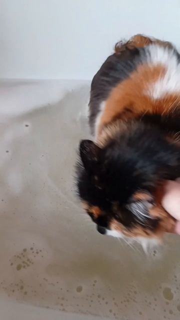 Как бы сбежать?😄