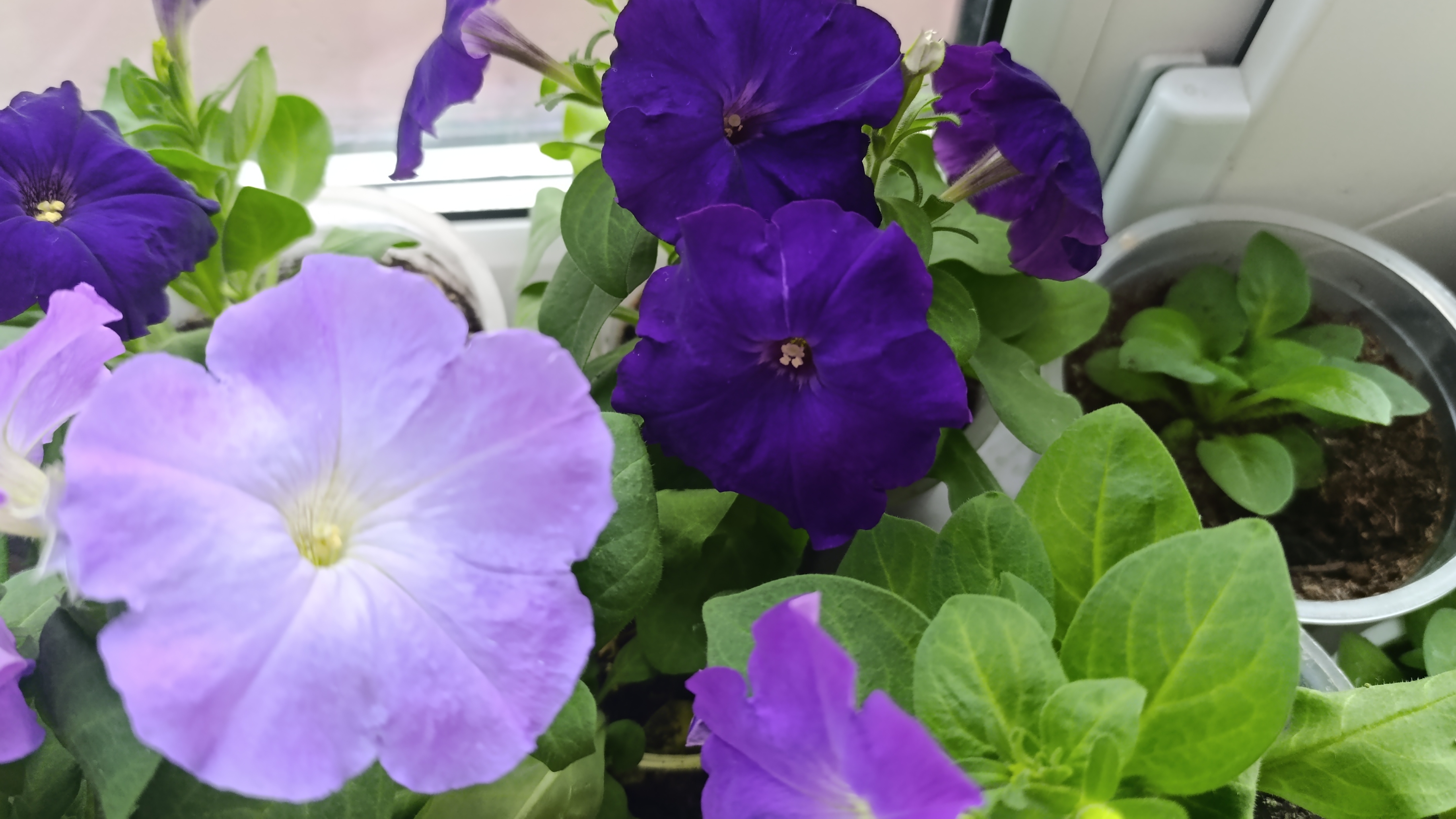 Обзор рассады🌸