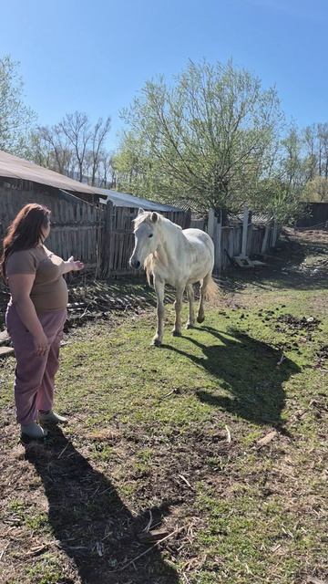 Любовь лошадки