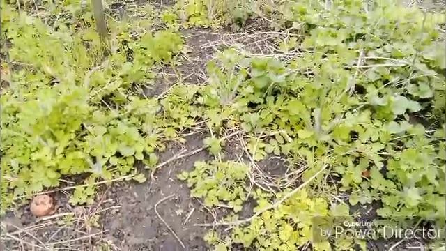 Обзор огорода, сада и рассады.