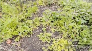 Обзор огорода, сада и рассады.