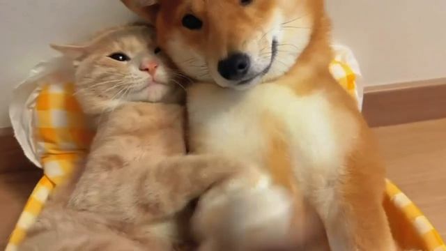 Собака и кот