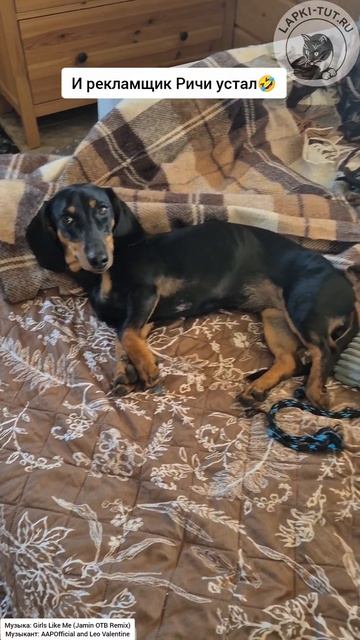 Хорошо отметили, можно и отдохнуть 🥳

#лапкитут #таксыправятмиром #собакавдоме #питомцы #праздник