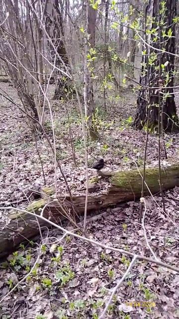 Черный дрозд 14.04.2026