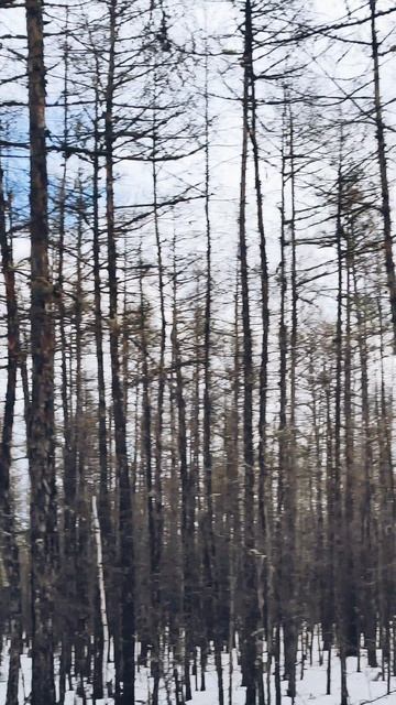 Поход в лес по сугробам!