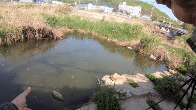 Мормышинг в Корее