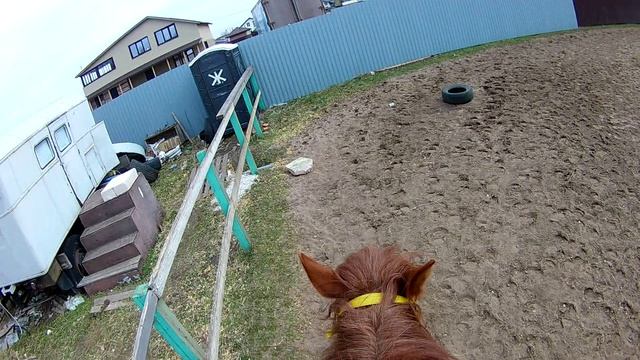 #жизнь_Аликорна 30.04.26 Лилу работает на манеже часть 2