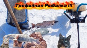 Русская Весенняя Рыбалка 2026! На Трофейных Кабанов!!! #Ленки #Хариуса