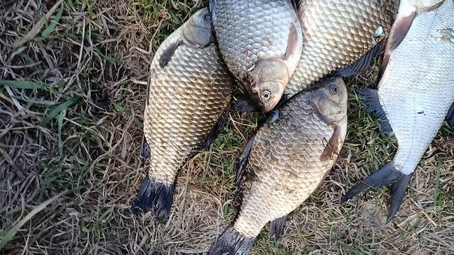 Скромный улов на маленькую удочку