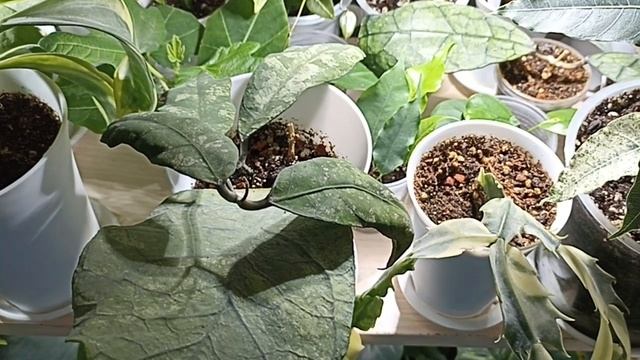 Комнатные Растения В Спальне В Конце Апреля