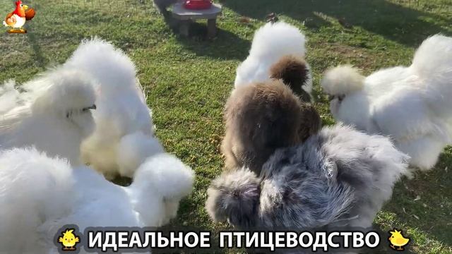 Идеальное птицеводство достойно восхищения 🐓🦆🦢🦚🦃🐔 эпизод (491)