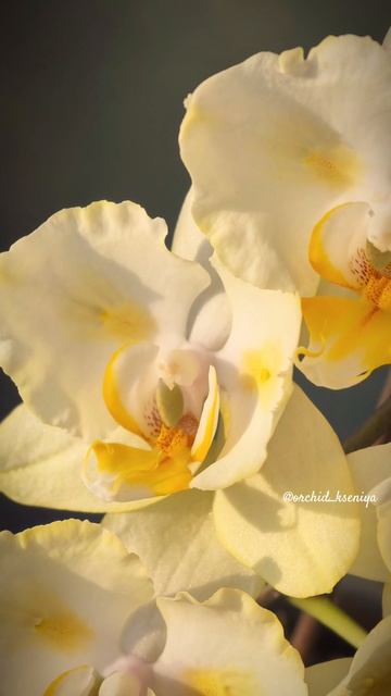 Phal. Golden Jaguar🌼 Старый голландский сорт орхидеи Голден Ягуар в двух мутациях: бантик и бабочка