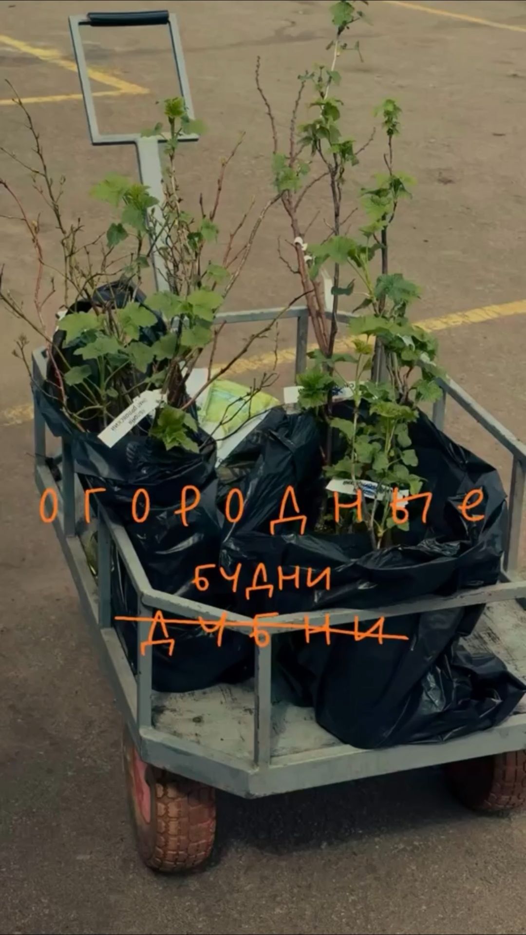 Покупаем саженцы