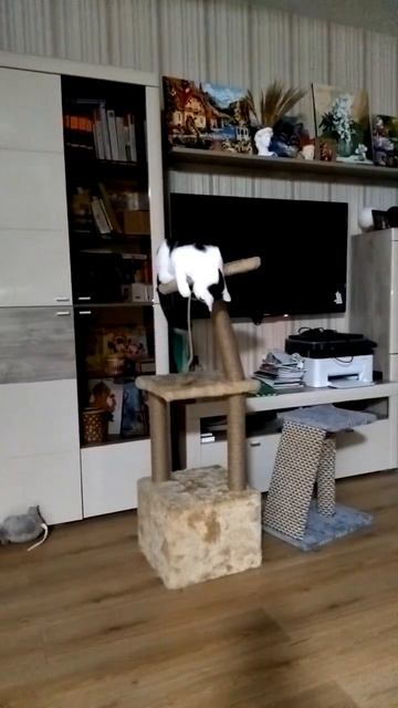 Когтеточка не выдержала - сломалась