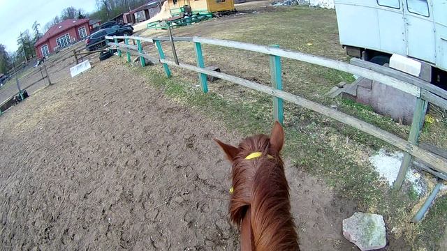 #жизнь_Аликорна 30.04.26 Лилу работает на манеже.