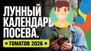 Высадка томатов в открытый грунт. Схема посадки