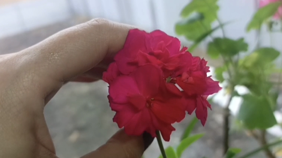 Весна на окне и первый весенний дождь!