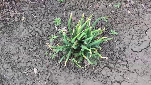 Срезаю первый лук на участке, 30 апреля.