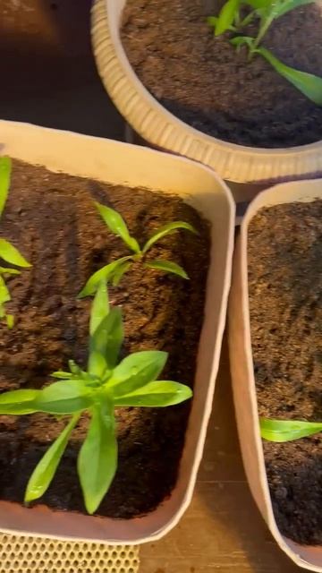 Флоксы на постоянное место