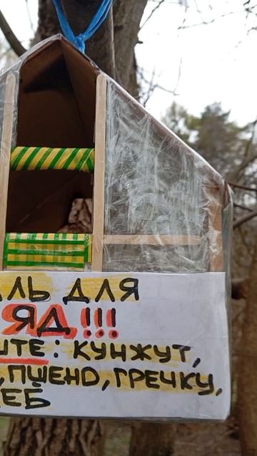 Белка достала орех из новой ближней кормушки. Пополнила кормом ближние кормушки (30.04.26.)