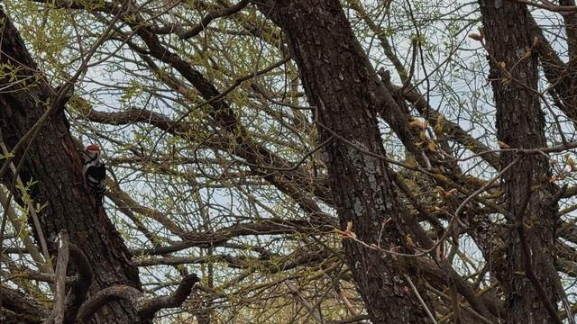 Холод, ветер, густера