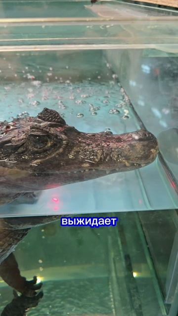 кайман