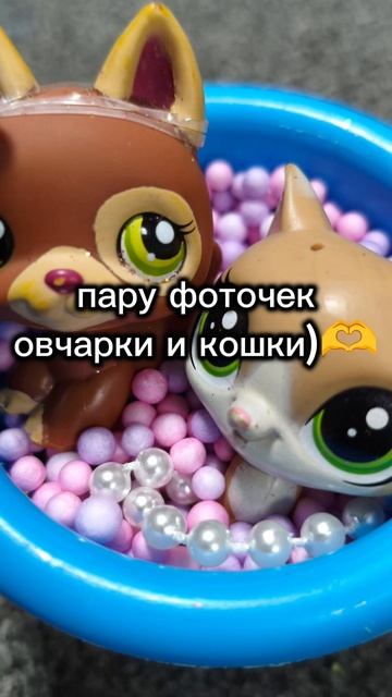 просто фоточки лпс овчарки и кошки 🫶🎀😝
