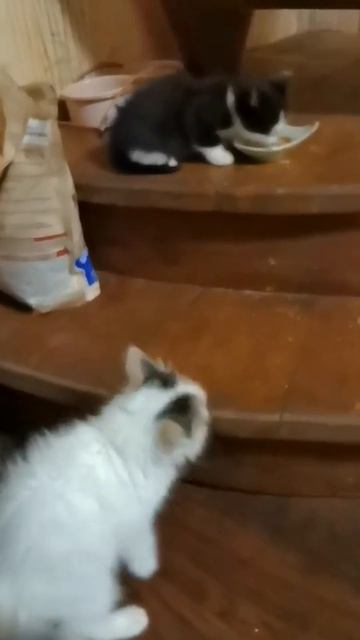 Кошка удивляется новому котёнку.