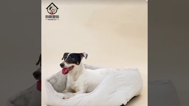 Собака зарабатывает корм сама!