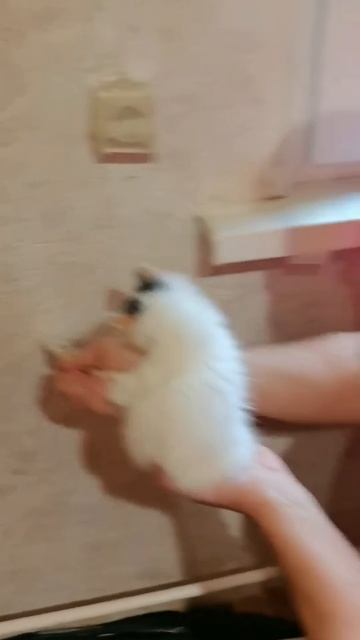 Котёнок красит стену.