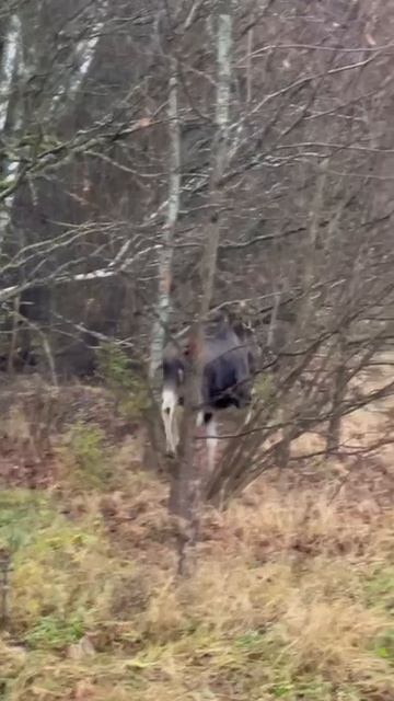 Дикая природа