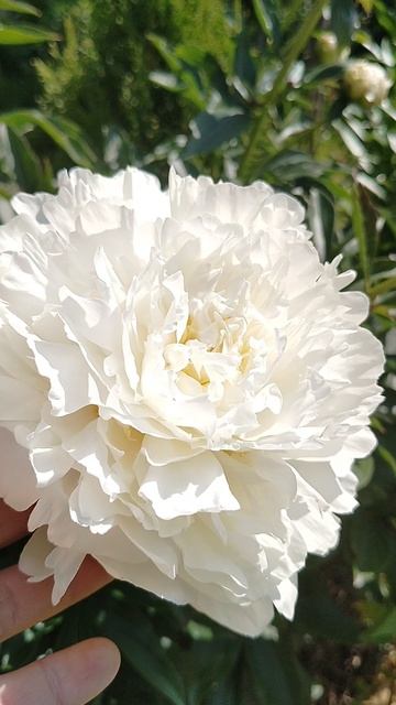 #Пионы 'Сара Бернар' и ' Дюшес де Немур' в июле 2025, наш сад на даче.