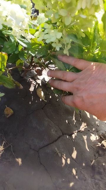 Метельчатая гортензия Лайм Лайт.