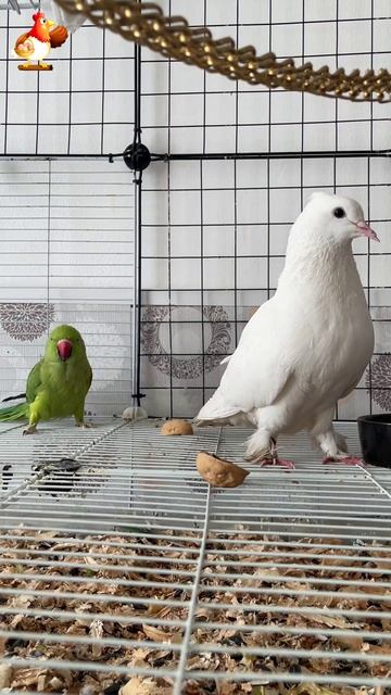 Зеленый попугай и белый голубь (33)