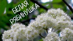 БЕЛАЯ  РЯБИНУШКА. Стихи Людмила Бабкина (Перекати поле); музыка «Синоним», вокал Любовь Кузнецова.