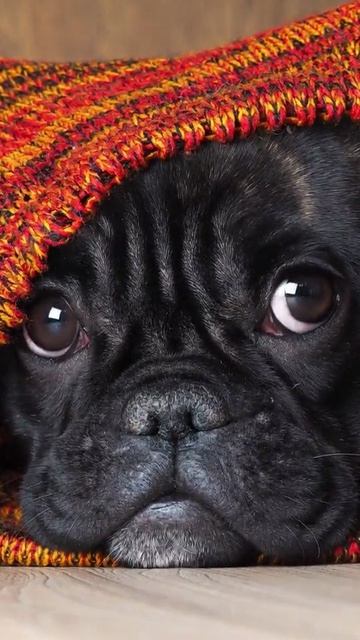 38863524_1851_1776006954958.mp4