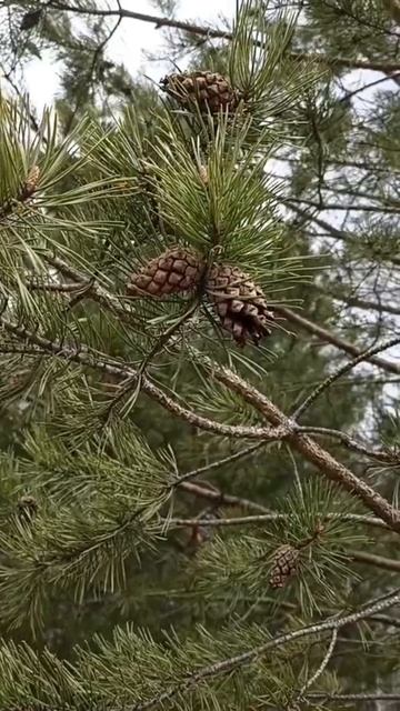 Шепчет соснам ветер, что весна пришла.