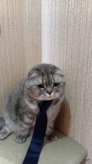 я занимаюсь интеллектуальной игрой