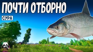 Rf4 почти отборный клёв получился на Суре #рр4
