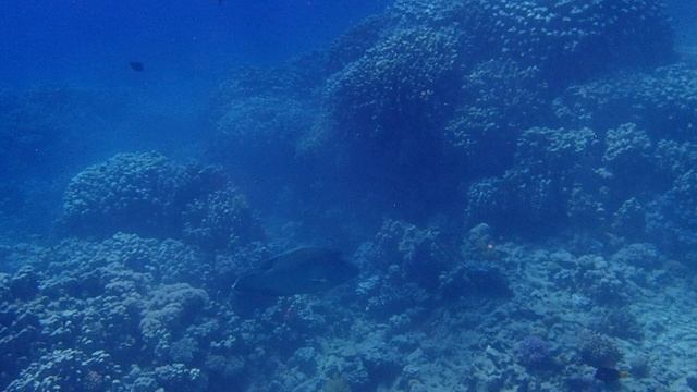 домашний риф Coral Sea Sensatori PA270014