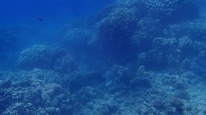 домашний риф Coral Sea Sensatori PA270014