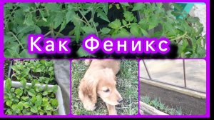 Дома не сидится, пойдёмте в теплицу! 🙋♀️