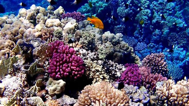 Риф в Сенсатори-7. Шарм эль Шейх