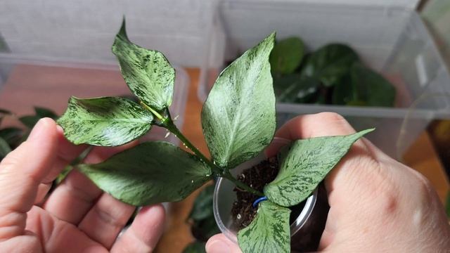 Излишки часть 4.