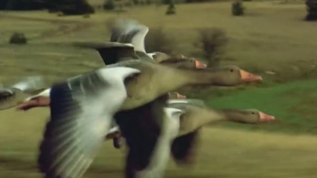 Полет диких гусей.