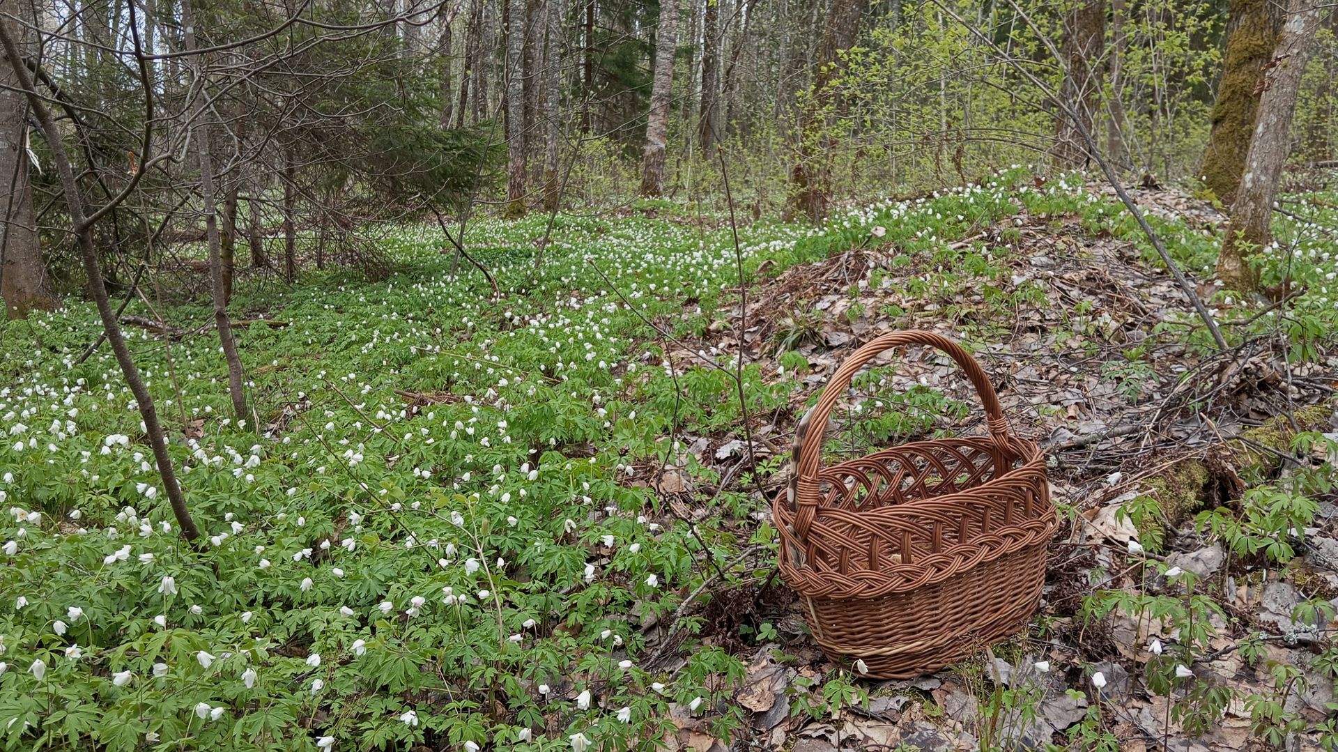 По грибы 28 апреля 2026 г. / Смоленская обл.