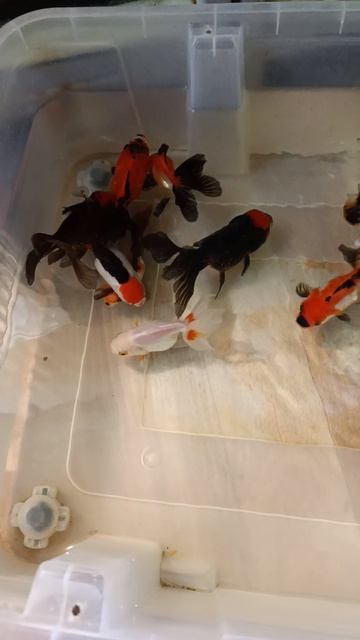 Разведение Золотых рыб