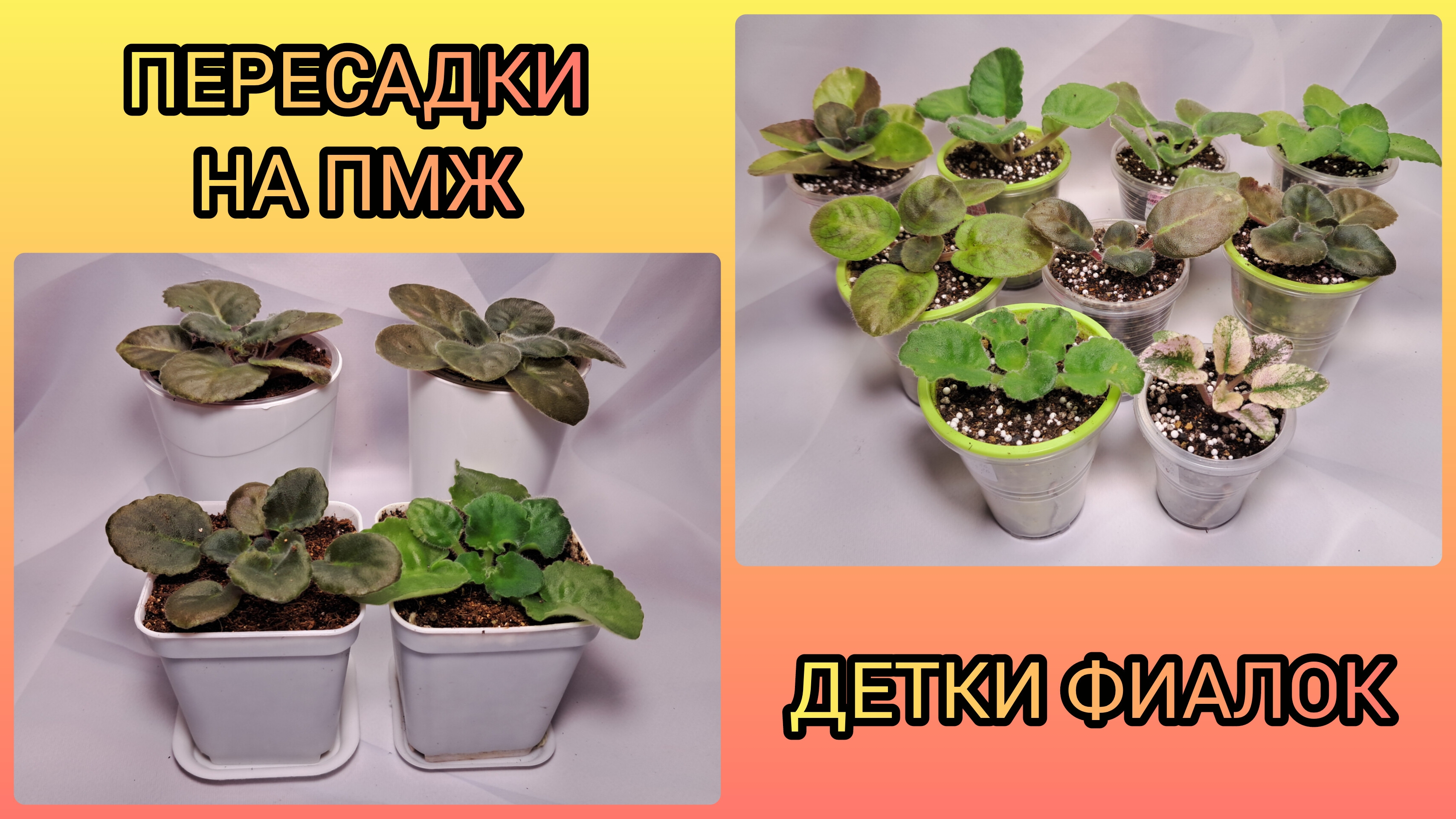Пересадка фиалок на ПМЖ. Пересадки деток в больший объём.