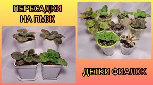 Пересадка фиалок на ПМЖ. Пересадки деток в больший объём.